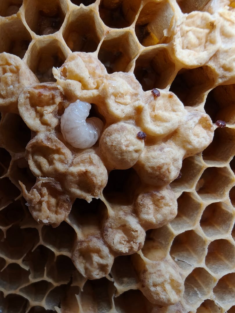 Varroa